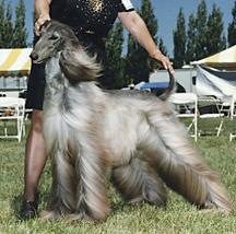 Sura's Once In A Blue Moon | Afghan Hound 