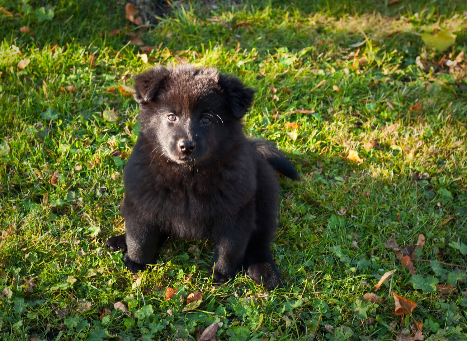 Swedish Lapphund