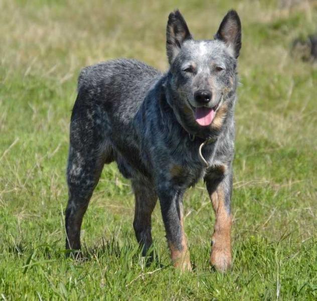 ASN GOT DUSTED | Australian Cattle Dog 