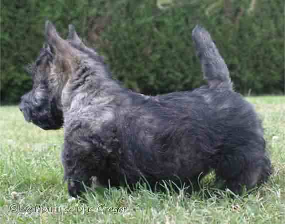 Arsouille Du Moulin De Mac Gregor | Scottish Terrier 