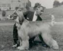 Samaris of Moornistan | Afghan Hound 