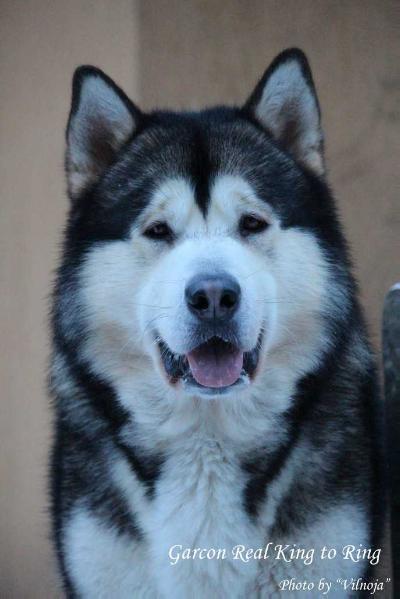 GARCON REAL KING TO RING | Alaskan Malamute 