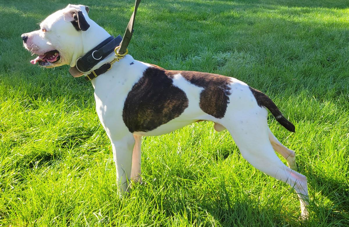 Lejabulls Felonies of the bong | American Bulldog 