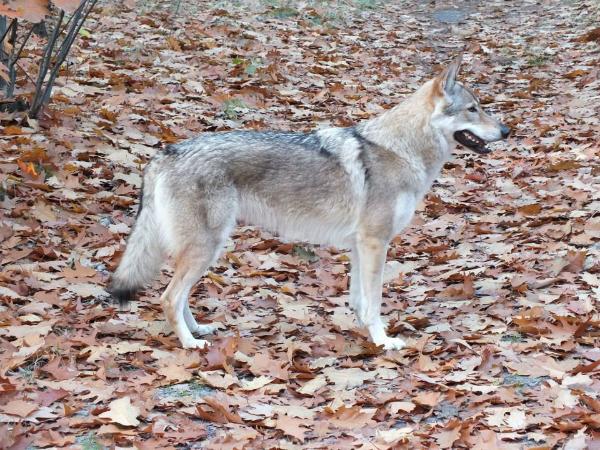 Eetee II od Úhošte | Czechoslovakian Wolfdog 