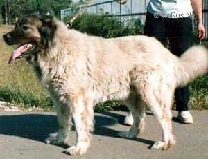 Shemaha Dahna | Caucasian Mountain Dog 