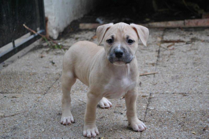 Jaya Of Fantastic's Staff | American Staffordshire Terrier 