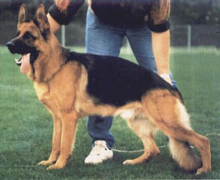 Lork de Valdovin | German Shepherd Dog 