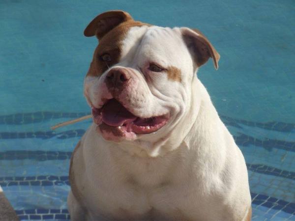 Billy Bulldog Asia of Energy Bulls | American Bulldog 