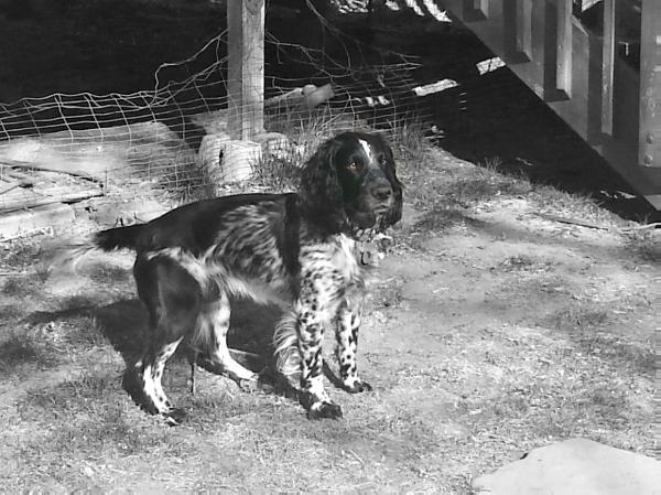 South Georgia Camo | English Cocker Spaniel 