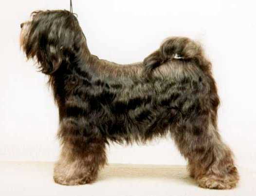 TAMAR KOSI OF SILGARHI | Tibetan Terrier 