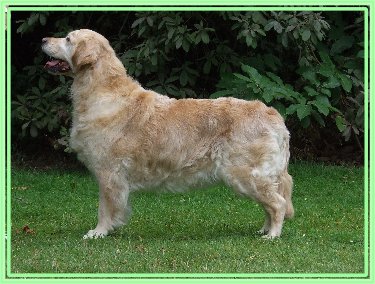 Tilita Leading Lady for Lucastes | Golden Retriever 