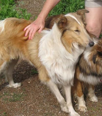 Poppy Hills Christmas Joy | Rough Collie 