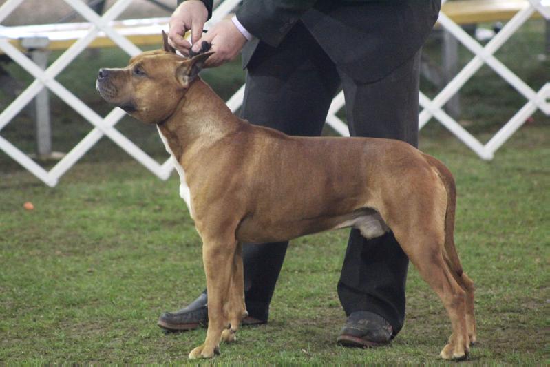 Ozzy do American Pride | American Staffordshire Terrier 