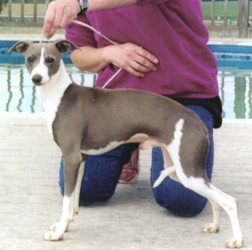 Lebeck Marchwind Blue Streak | Italian Greyhound 