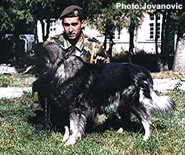 Lej jr sp 70978 so | Yugoslavian Shepherd Dog-Sarplaninac 