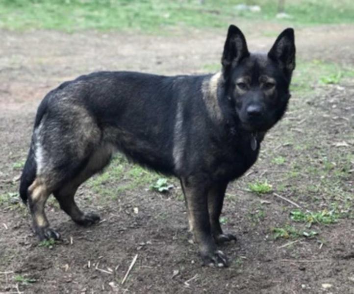 Denali Von Sweetheart Kennel | German Shepherd Dog 
