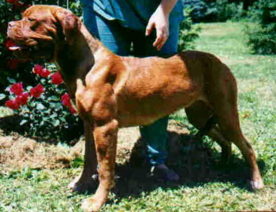 Red Dog Ridge Zorah Myah | Dogue de Bordeaux 
