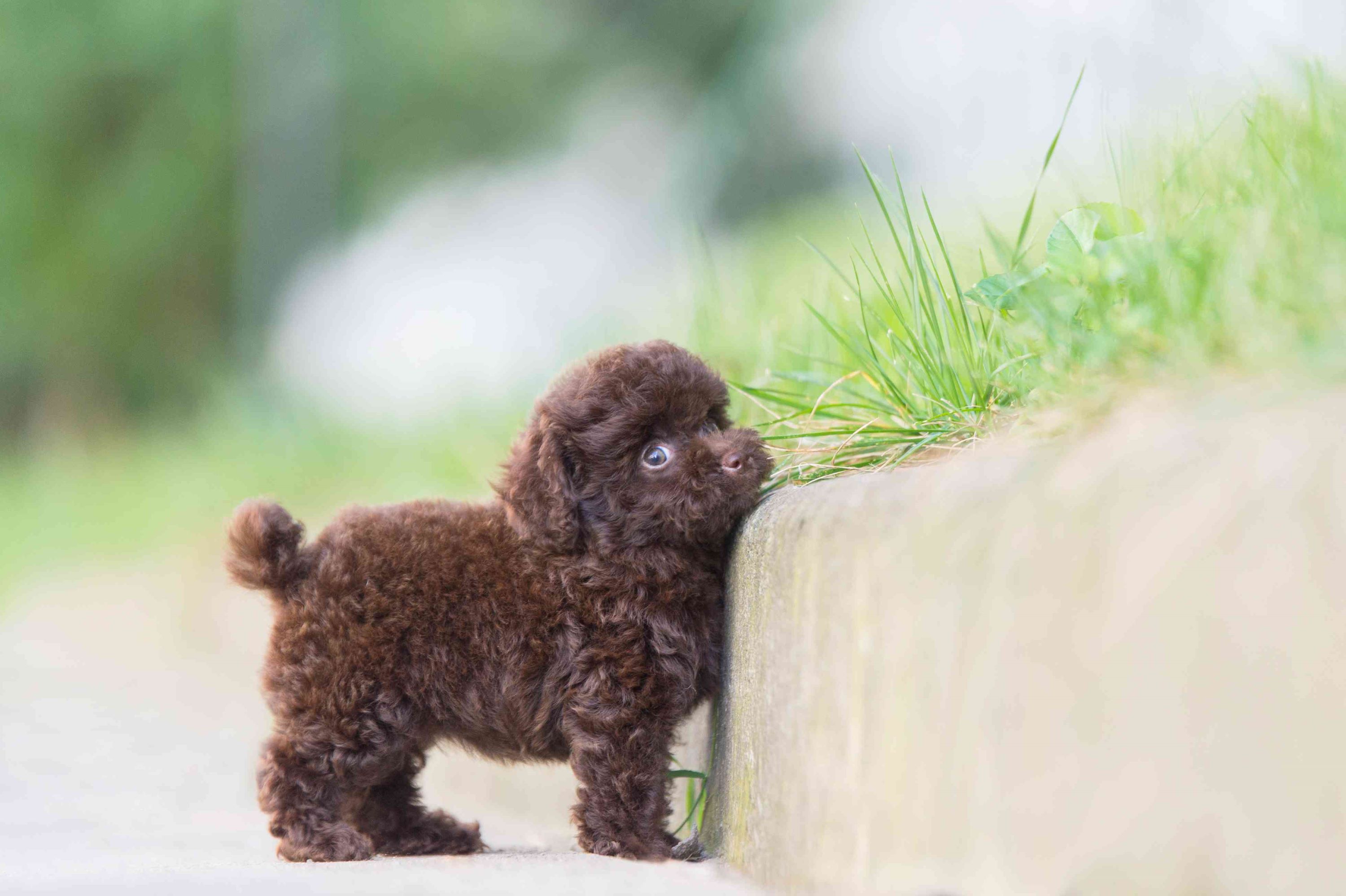 Poodle (Toy)