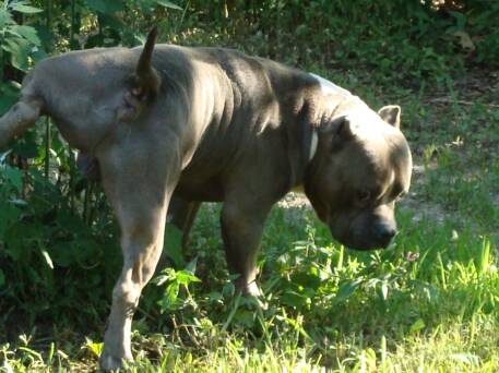 Alubull's Fifty | Olde English Bulldogge 