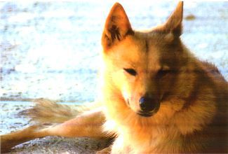 Finkkila's Stormy Icecaps | Finnish Spitz 