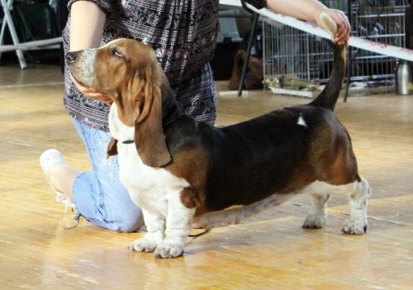 Dans Of Fire Verone Show Girl | Basset Hound 