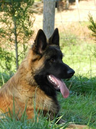 Golpa de la terre de peyrehicade | Belgian Tervuren 