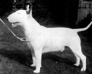 Ghabar Crusader | Bull Terrier 