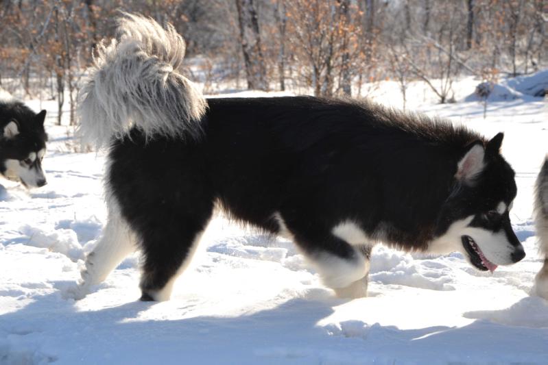 Rosomaha Black Tuning Joker | Alaskan Malamute 