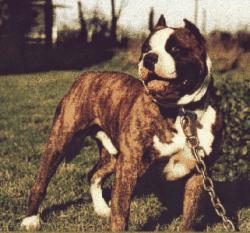 Jones' Maska | American Pit Bull Terrier 