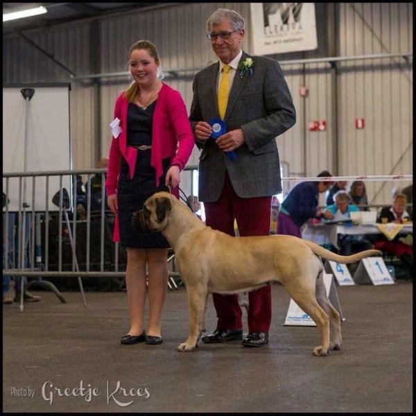 Safety of flatland untouchable lilly | Bullmastiff 