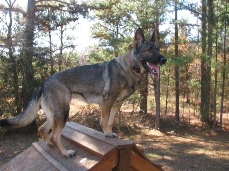 Persia Vo Nhaus Frost | German Shepherd Dog 