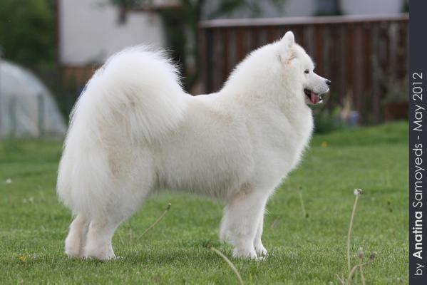 Anatina Wendy of Voyage | Samoyed 