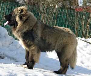 Bastion Ot Ukladnikova (RUS) | Caucasian Mountain Dog 