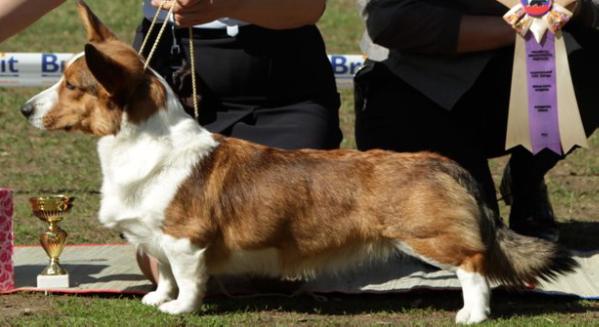 Dzhemini Citrusovaja Chtutchka | Cardigan Welsh Corgi 