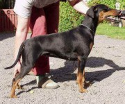 Ceriina YATZY DW | German Pinscher 