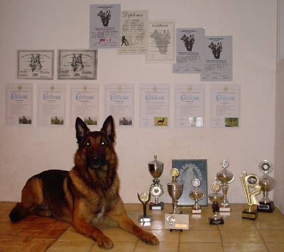 Funk to funky perle de tourbiere | Belgian Tervuren 