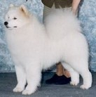 Vanderbilt's Warpaint | Samoyed 