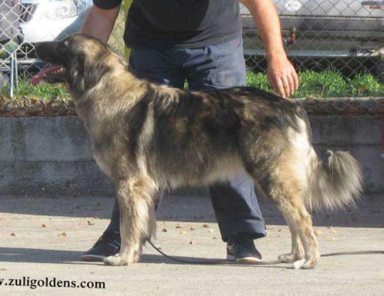 BELA OD KEF | Yugoslavian Shepherd Dog-Sarplaninac 