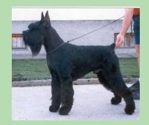 LUCKY LUCIANO OF GIPSY HOUSE | Giant Schnauzer 