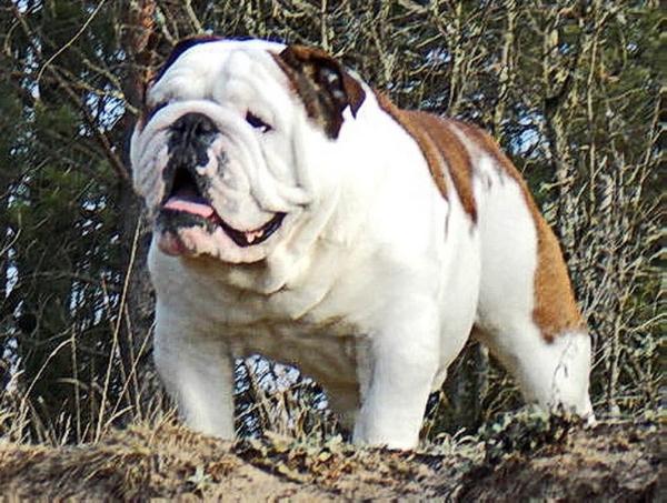 Vardzhi Folli | Bulldog 