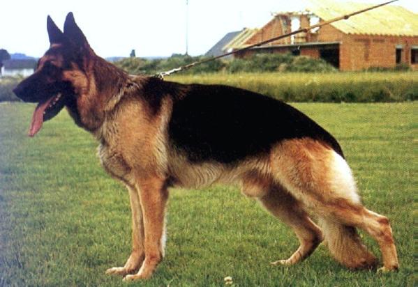 Bill von der Töpfergrube | German Shepherd Dog 