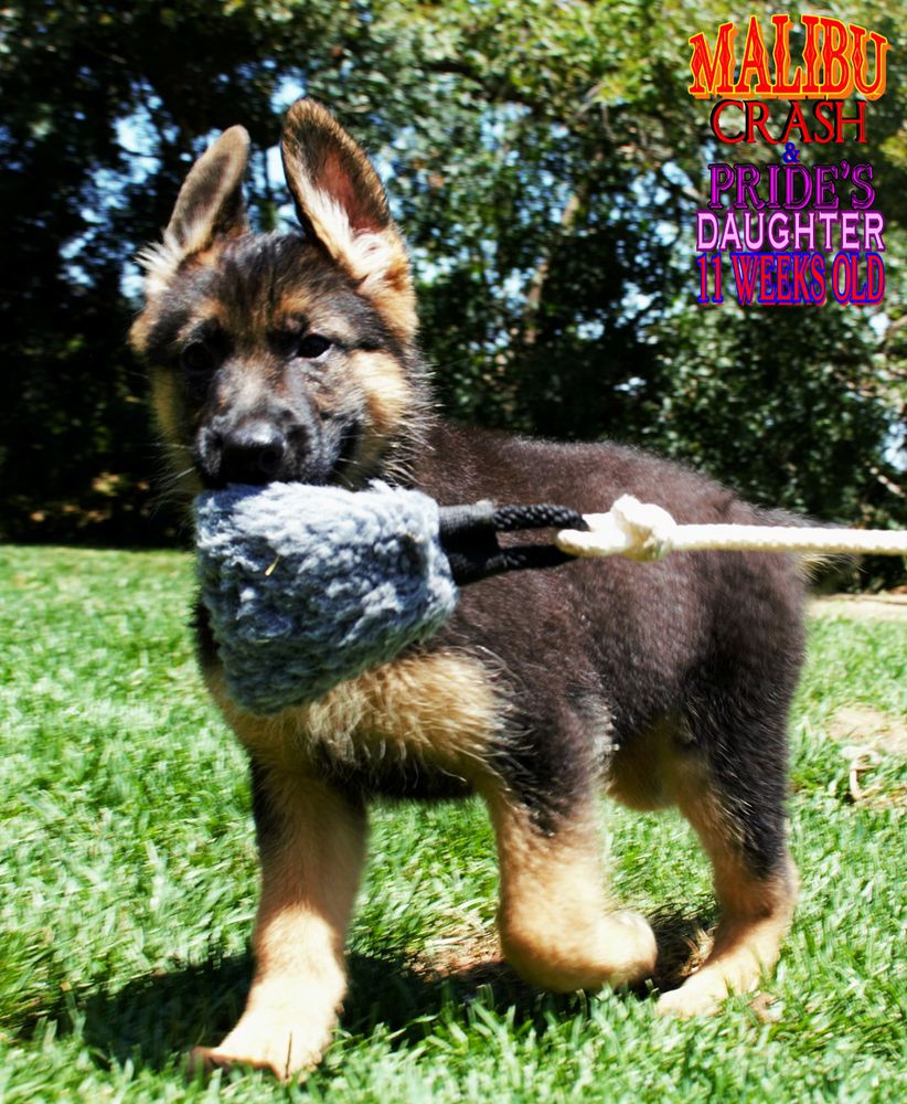 Malibu vom Schattenherz | German Shepherd Dog 