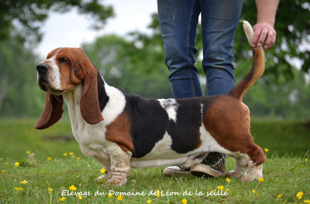 Magouille du Domaine De Léon De La Seille | Basset Hound 