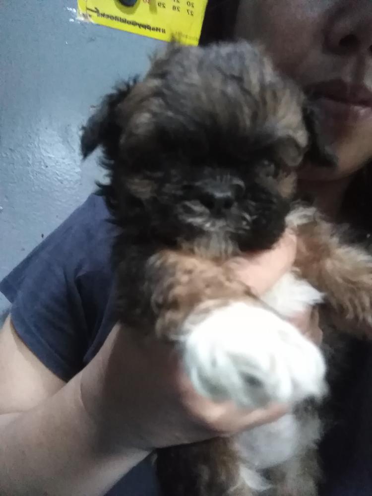 Deffi | Shih Tzu 