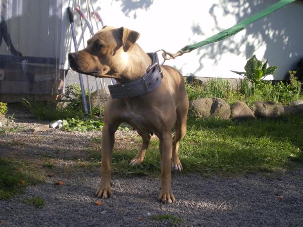 SPI'S LOCK N LOAD | American Pit Bull Terrier 