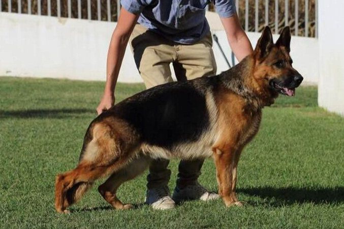 Kay do Pastor do Sul | German Shepherd Dog 