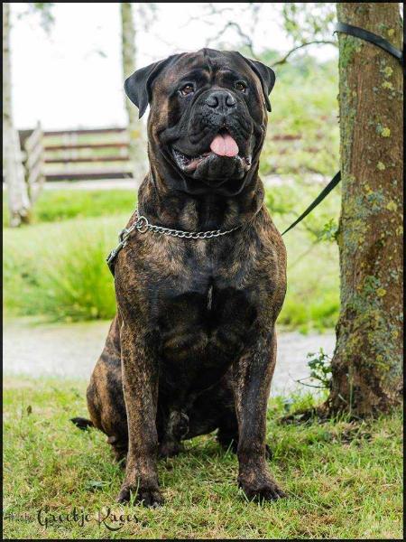 The Peatcutter's Paint it Black | Bullmastiff 