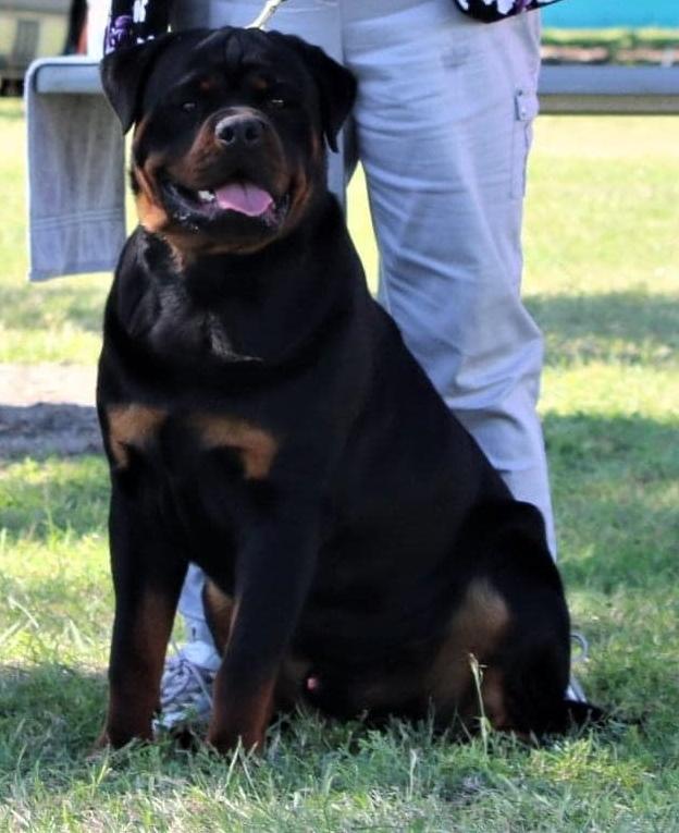 Yuluwirri Another Slim Shady | Rottweiler 