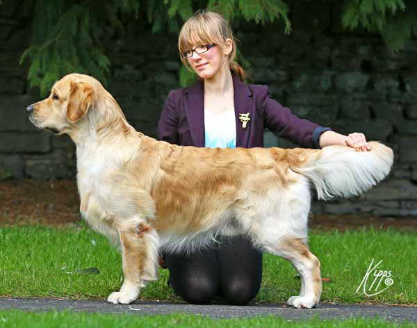 Linirgor Pied Piper at Meiepere | Golden Retriever 