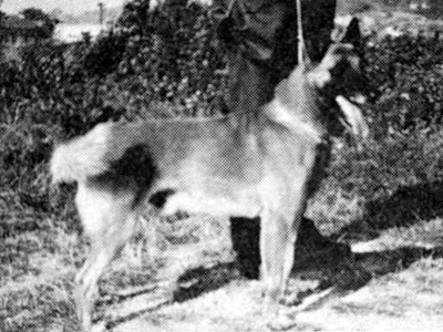 Nerk van de Grensstraat | Belgian Malinois 